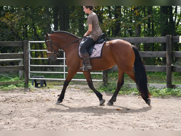 Friesian horses Mix Mare 3 years Bay in Strasburg