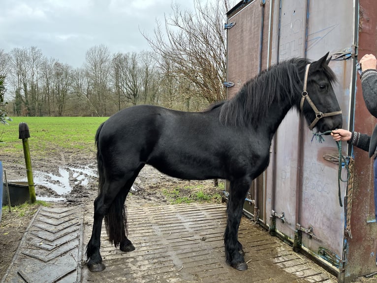 Friesian horses Mare 3 years Black in Vreden