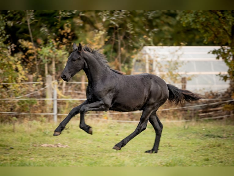 Friesian horses Mare 3 years Black in Moritzburg