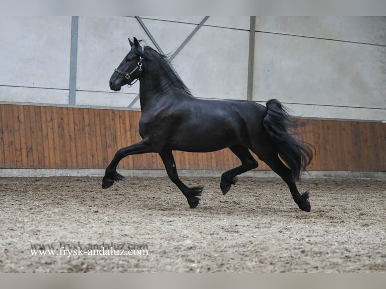 Friesian horses Mare 3 years Black in Mijnsheerenland