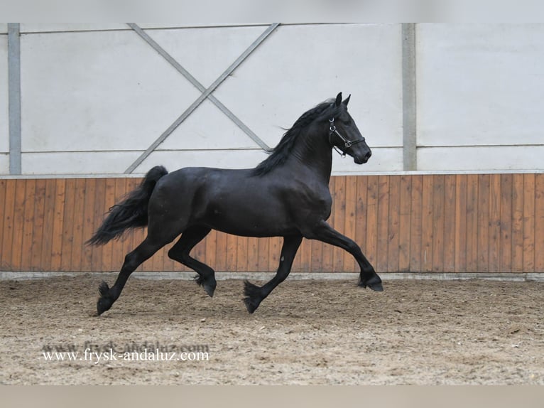 Friesian horses Mare 3 years Black in Mijnsheerenland