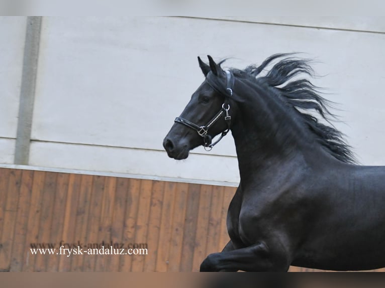 Friesian horses Mare 3 years Black in Mijnsheerenland