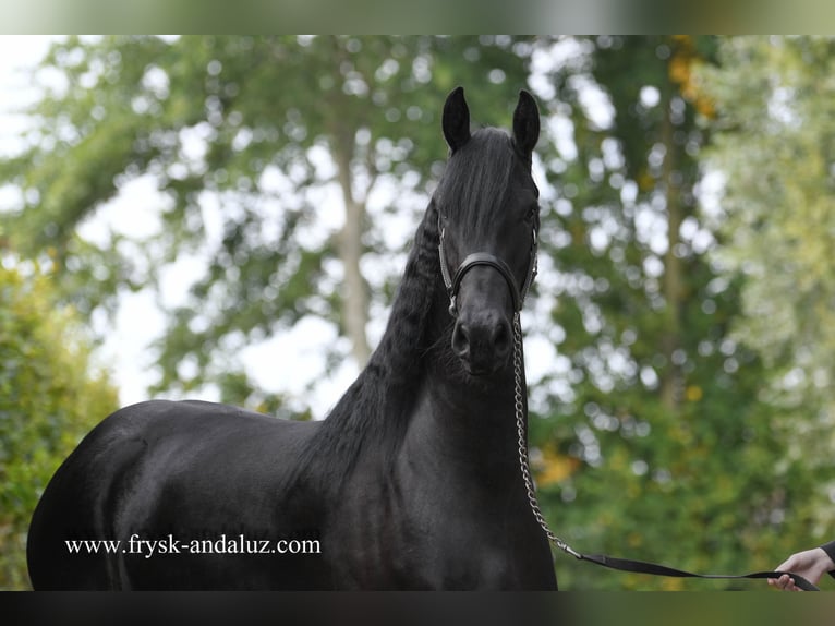 Friesian horses Mare 3 years Black in Mijnsheerenland