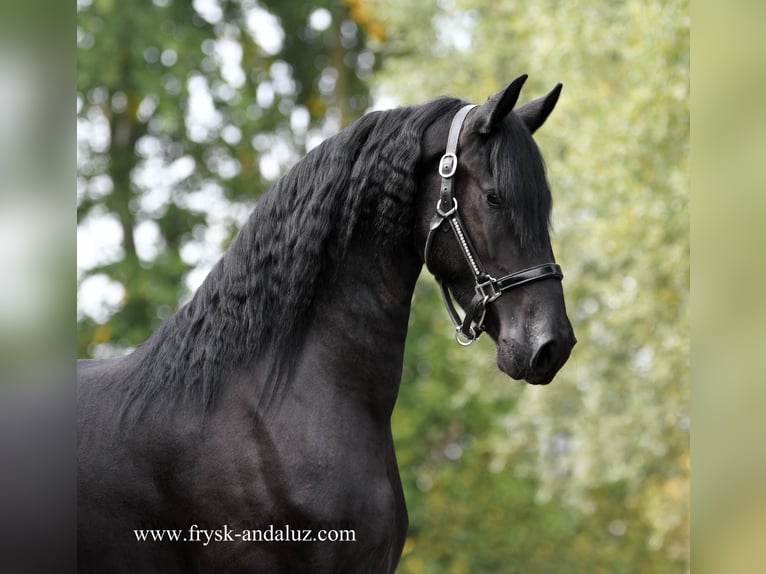Friesian horses Mare 3 years Black in Mijnsheerenland