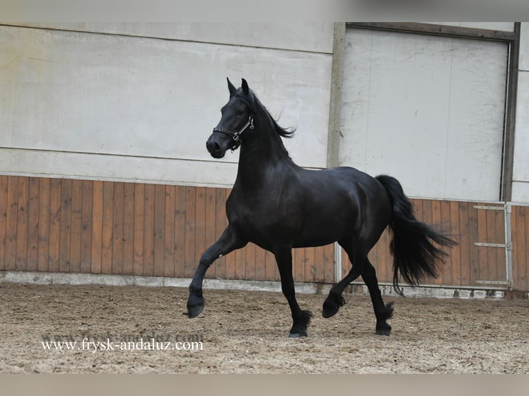 Friesian horses Mare 3 years Black in Mijnsheerenland