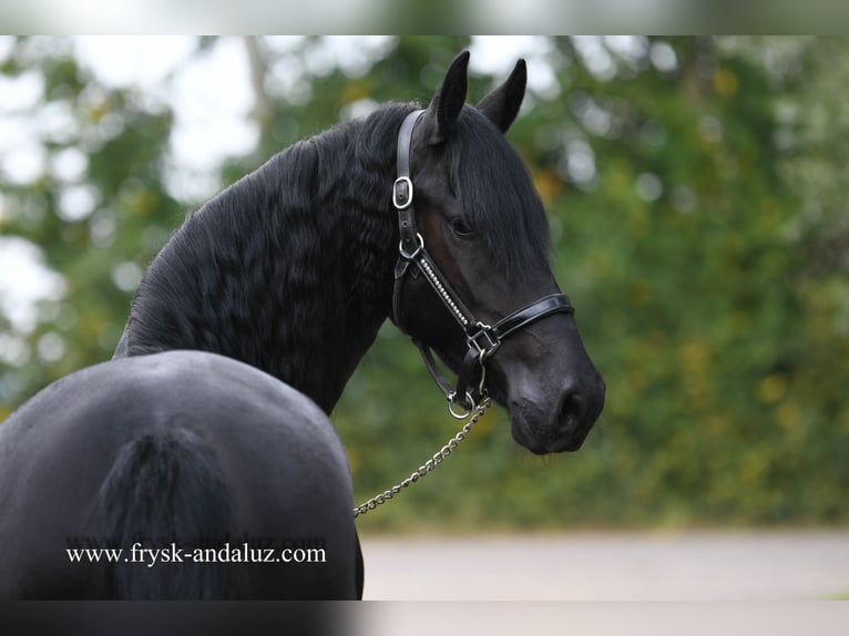 Friesian horses Mare 3 years Black in Mijnsheerenland