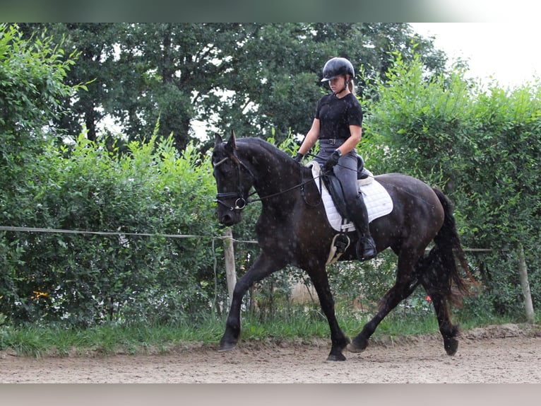 Friesian horses Mare 3 years Black in Protivin