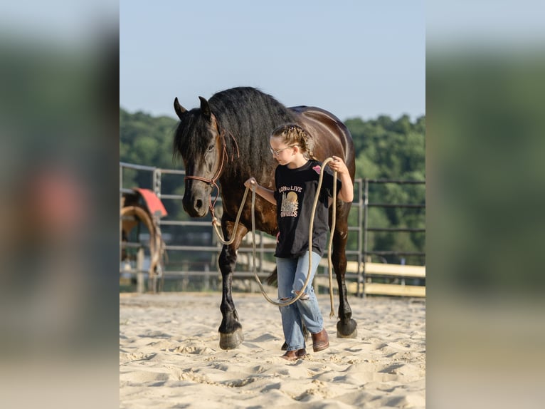 Friesian horses Mare 3 years Black in Honey Brook