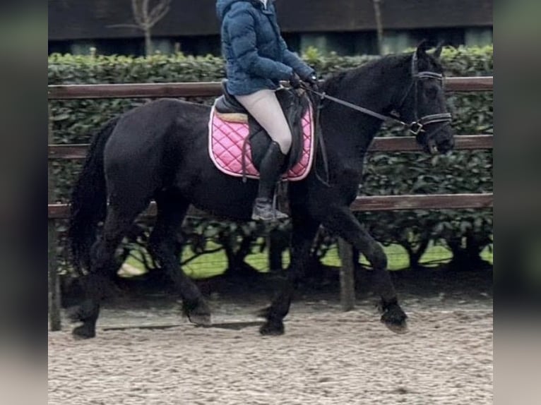 Friesian horses Mix Mare 4 years 14.3 hh Black in JülichJülich