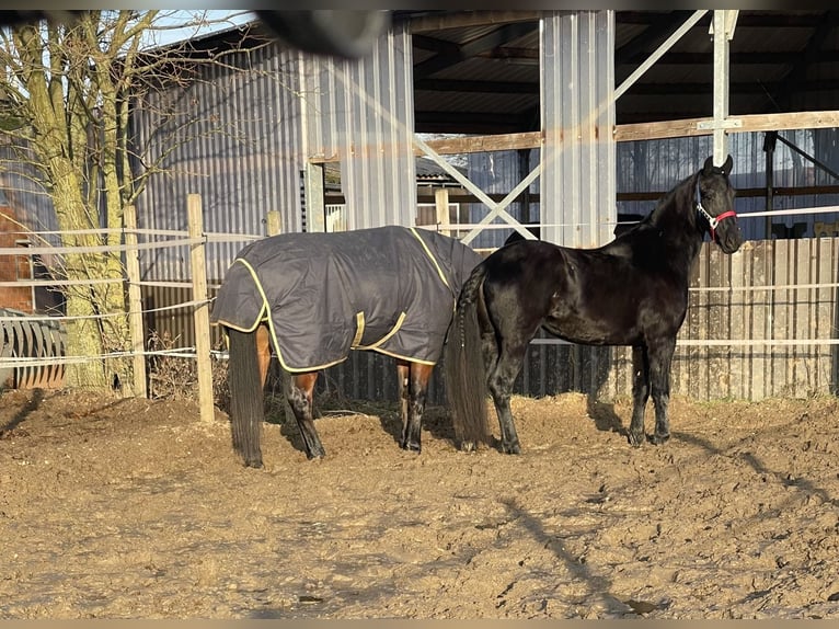 Friesian horses Mix Mare 4 years 14.3 hh Black in JülichJülich