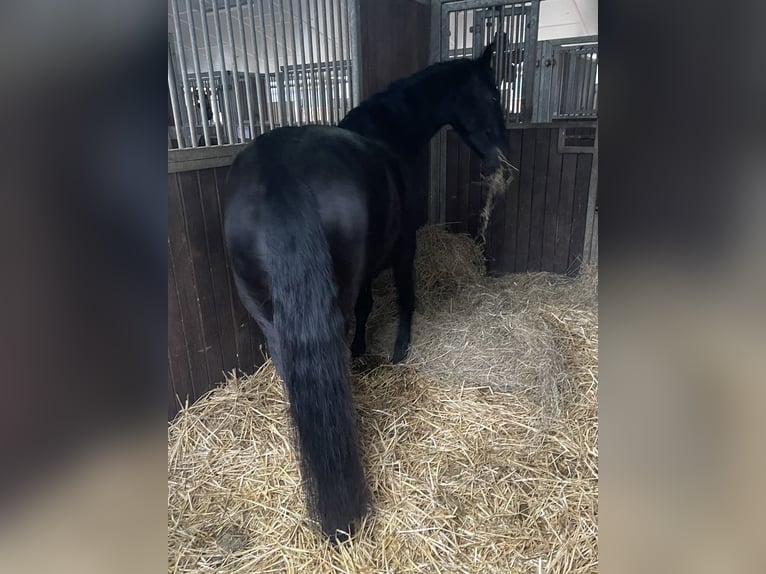 Friesian horses Mix Mare 4 years 14.3 hh Black in Jülich
