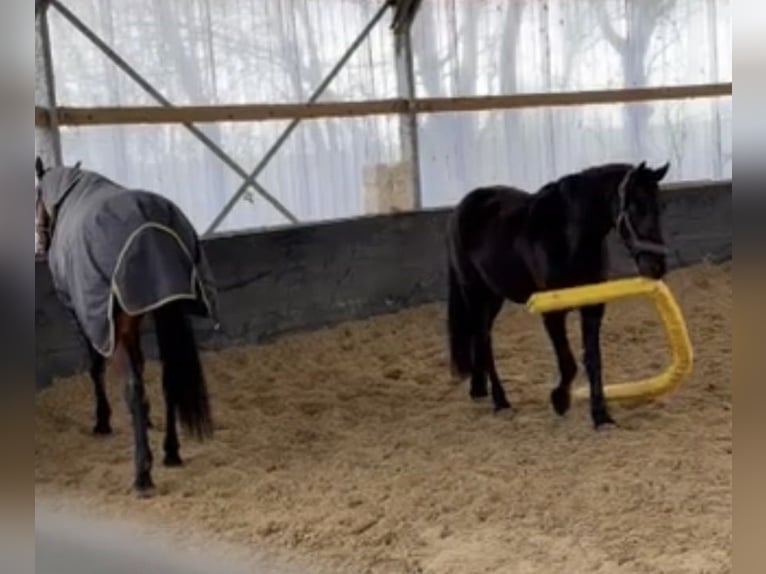 Friesian horses Mix Mare 4 years 14.3 hh Black in Jülich