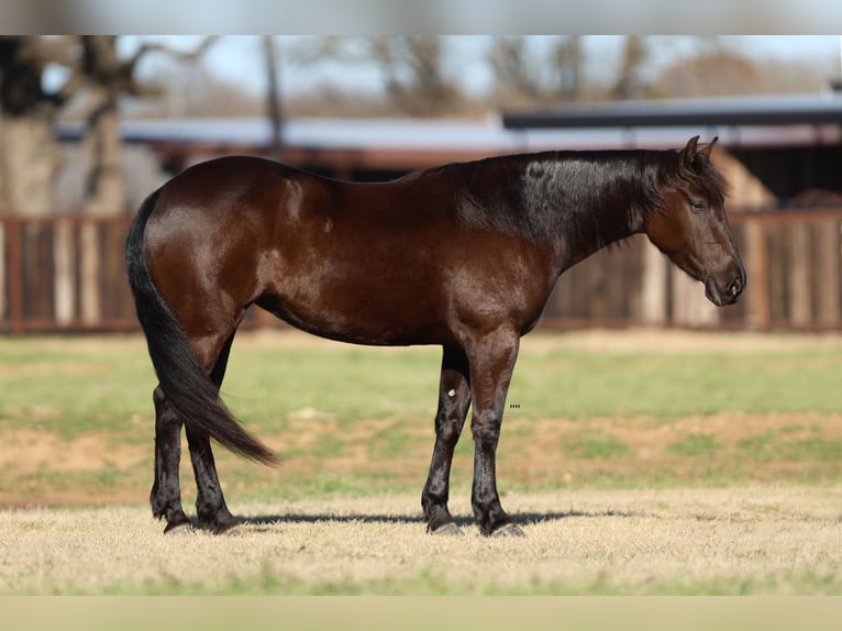 Friesian horses Mix Mare 4 years 14,3 hh Black in Joshua, TX