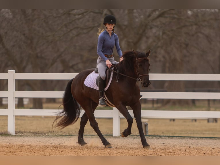 Friesian horses Mix Mare 4 years 14,3 hh Black in Joshua, TX