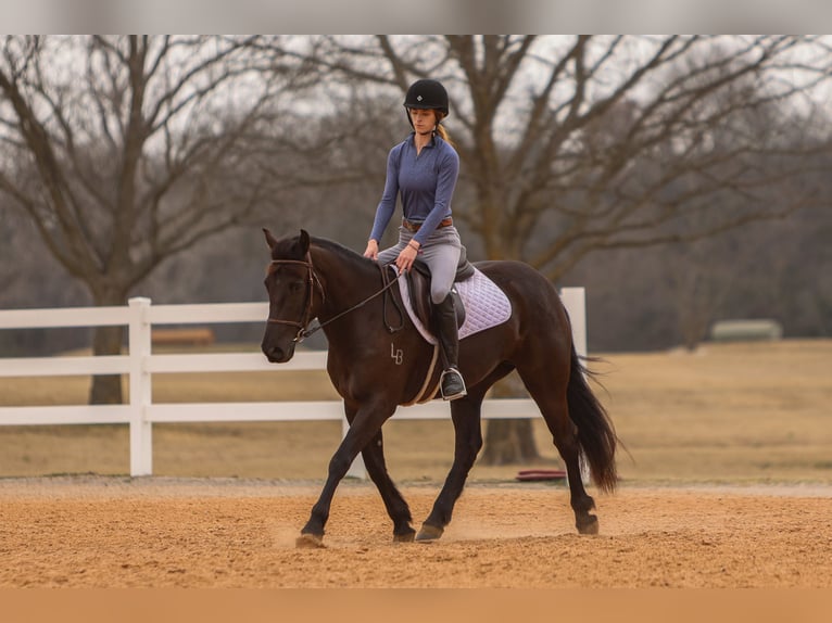 Friesian horses Mix Mare 4 years 14,3 hh Black in Joshua, TX