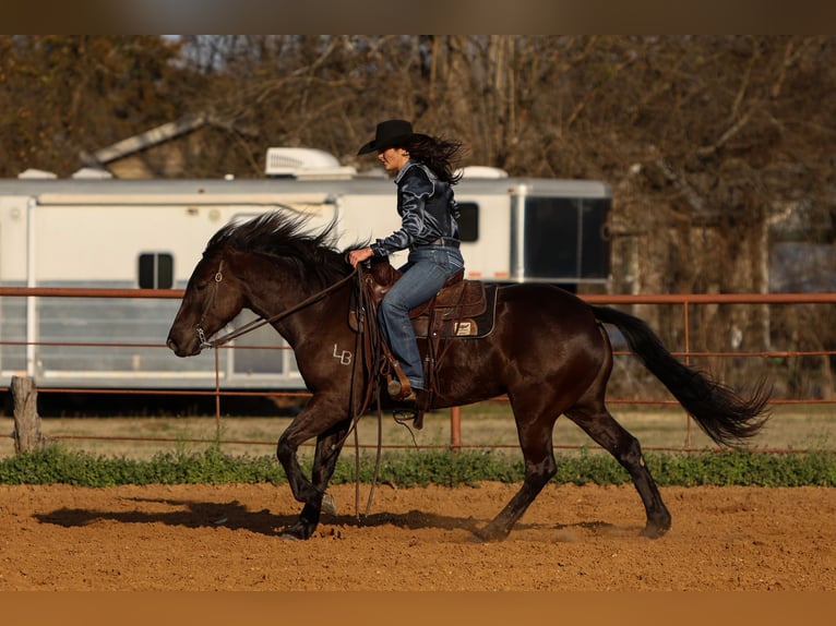 Friesian horses Mix Mare 4 years 14,3 hh Black in Joshua, TX