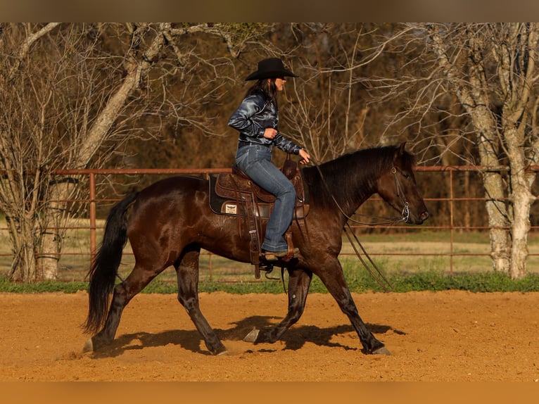 Friesian horses Mix Mare 4 years 14,3 hh Black in Joshua, TX