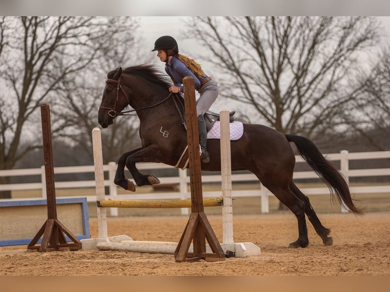 Friesian horses Mix Mare 4 years 14,3 hh Black in Joshua, TX