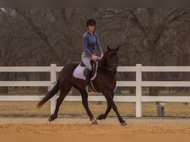 Friesian horses Mix Mare 4 years 14,3 hh Black in Joshua, TX