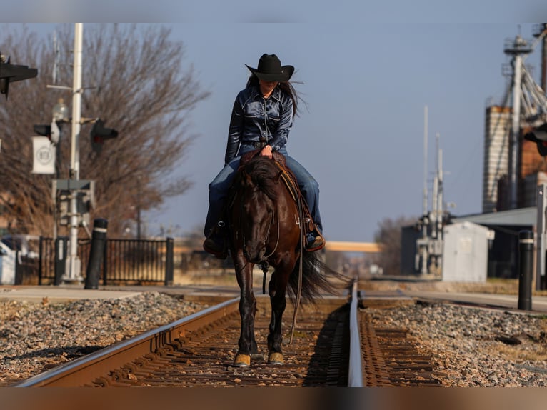 Friesian horses Mix Mare 4 years 14,3 hh Black in Joshua, TX