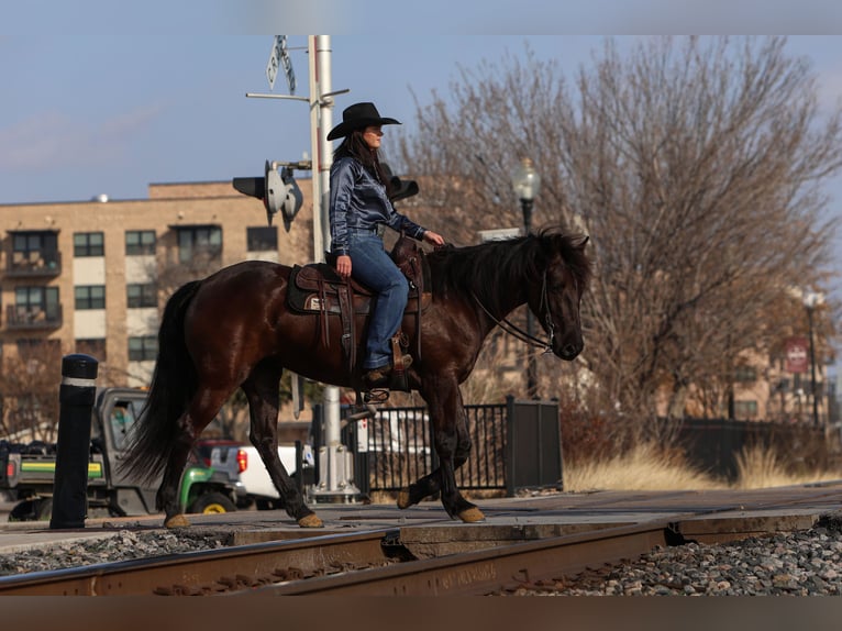 Friesian horses Mix Mare 4 years 14,3 hh Black in Joshua, TX