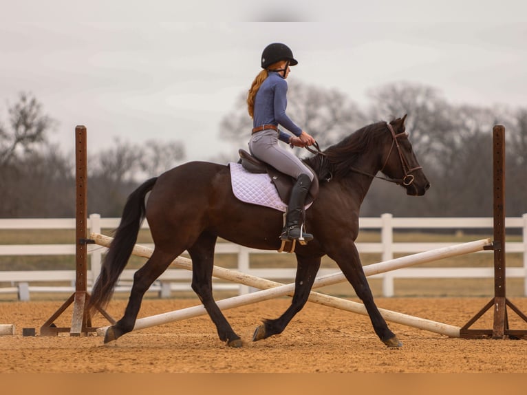 Friesian horses Mix Mare 4 years 14,3 hh Black in Joshua, TX