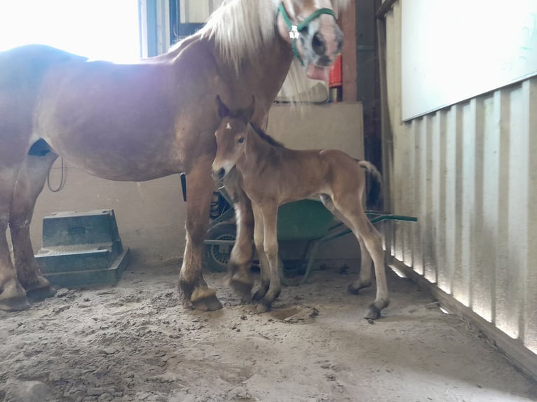 Friesian horses Mix Mare 4 years 14 hh Bay-Dark in Budel