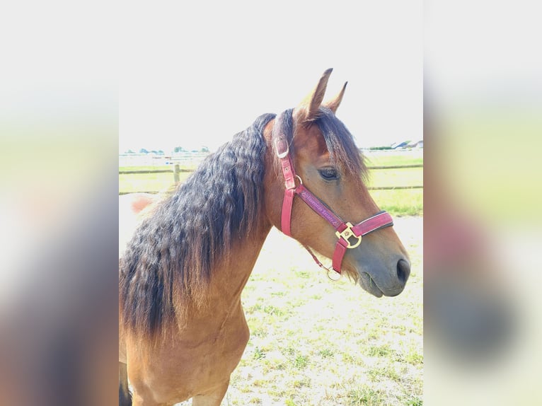 Friesian horses Mix Mare 4 years 14 hh Bay-Dark in Budel