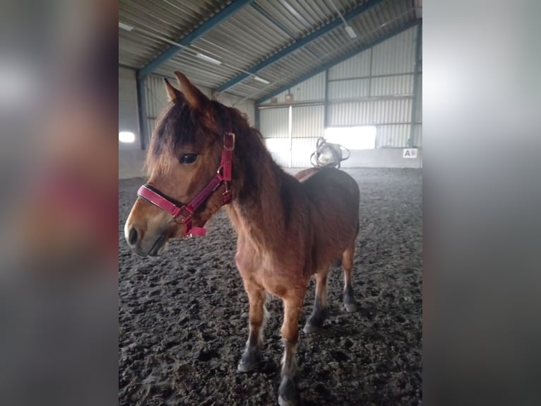 Friesian horses Mix Mare 4 years 14 hh Bay-Dark in Budel