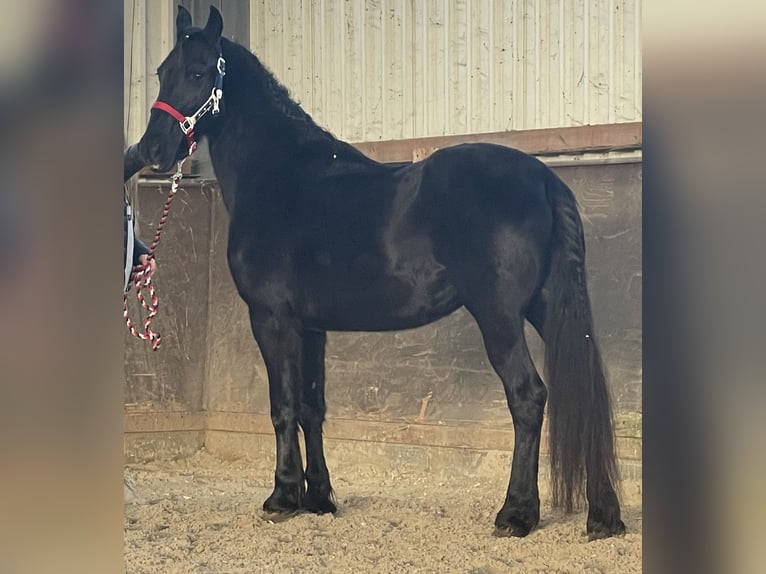 Friesian horses Mix Mare 4 years 14,3 hh Black in JülichJülich