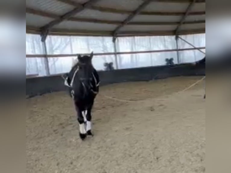 Friesian horses Mix Mare 4 years 14,3 hh Black in Jülich