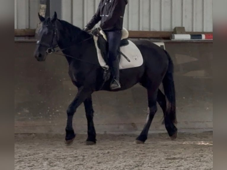 Friesian horses Mix Mare 4 years 14,3 hh Black in Jülich