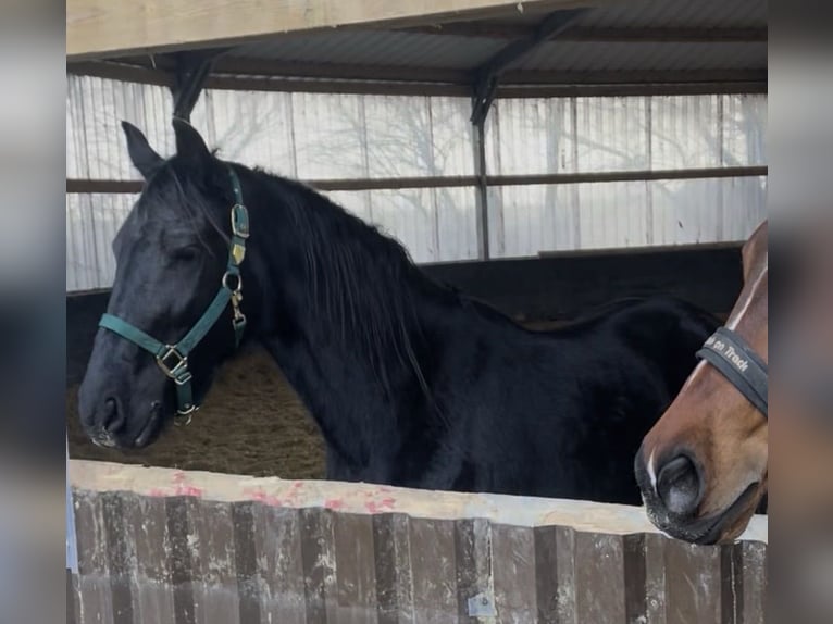 Friesian horses Mix Mare 4 years 14,3 hh Black in Jülich