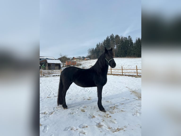 Friesian horses Mare 4 years 15.1 hh Black in Bad Griesbach im Rottal