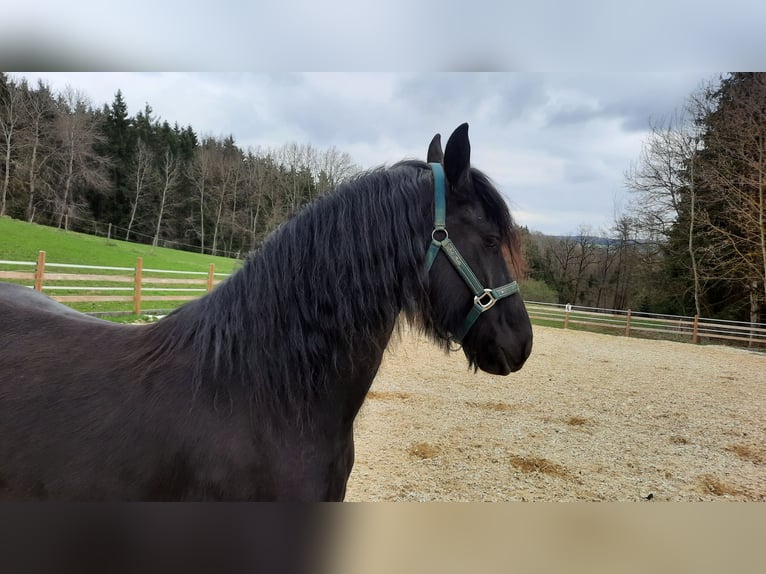 Friesian horses Mare 4 years 15.1 hh Black in Bad Griesbach im Rottal