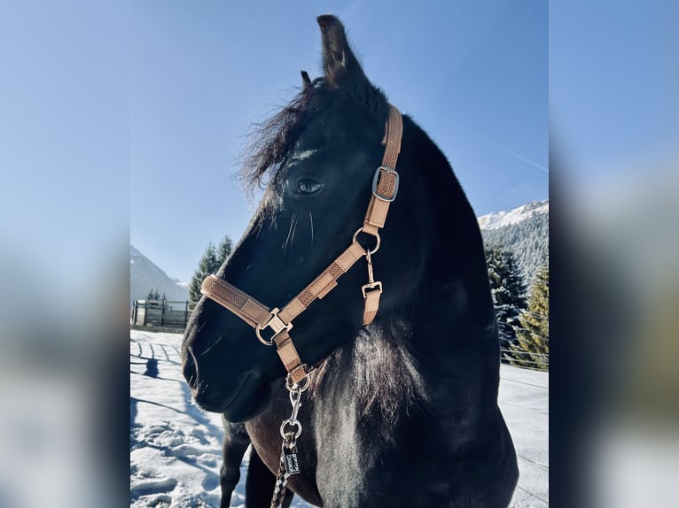 Friesian horses Mix Mare 4 years 15,1 hh Black in Nesselwängle