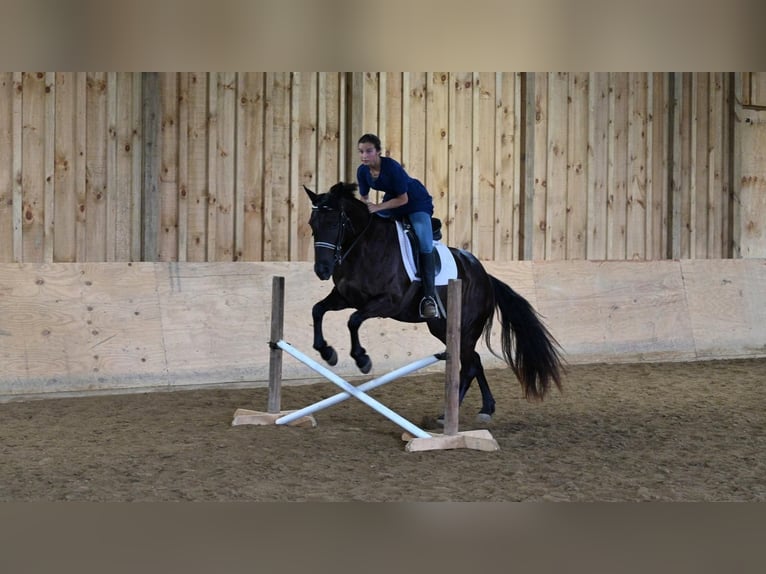 Friesian horses Mix Mare 4 years 15,1 hh Black in Millersburg, OH