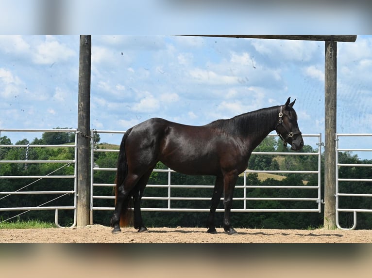 Friesian horses Mix Mare 4 years 15,1 hh Black in Millersburg, OH