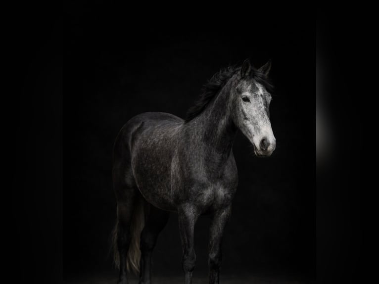 Friesian horses Mare 4 years 15.1 hh Grey in Plano