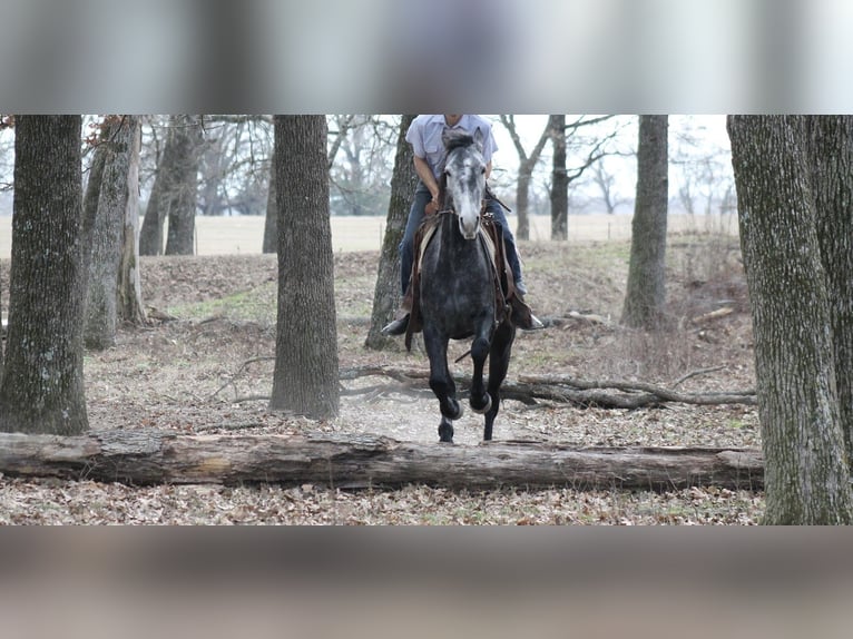 Friesian horses Mare 4 years 15.1 hh Grey in Plano