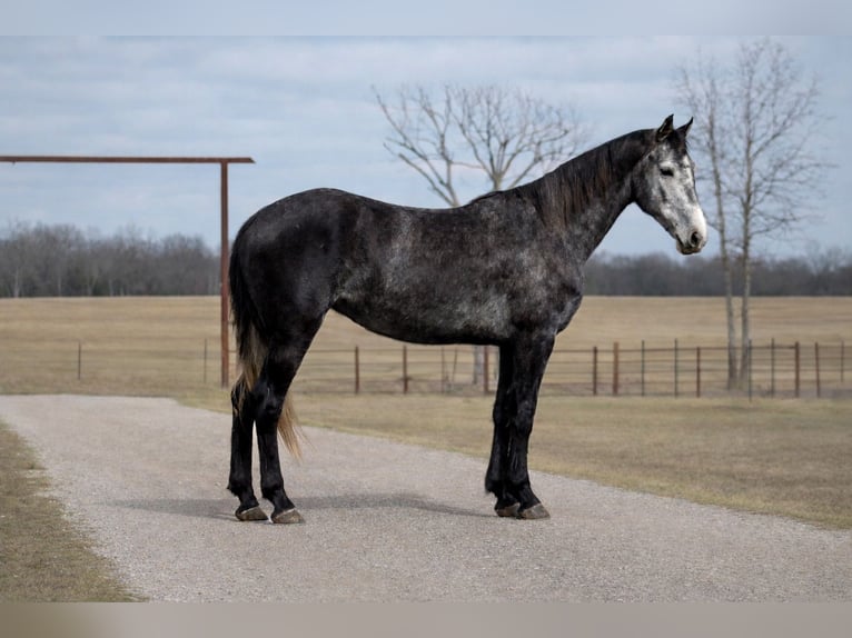 Friesian horses Mare 4 years 15.1 hh Grey in Plano
