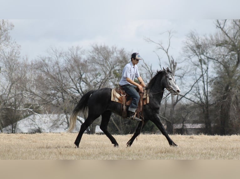 Friesian horses Mare 4 years 15.1 hh Grey in Plano