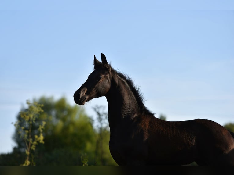 Friesian horses Mare 4 years 15.2 hh Black in Amerang