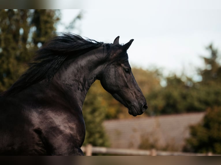 Friesian horses Mare 4 years 15.2 hh Black in Amerang