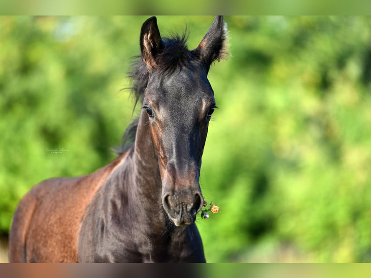 Friesian horses Mare 4 years 15.2 hh Black in Amerang