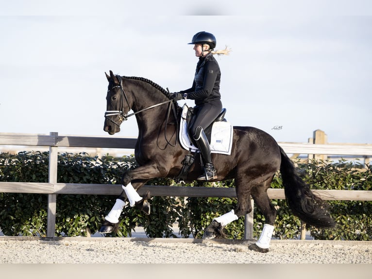 Friesian horses Mare 4 years 15.2 hh Black in Hindeloopen