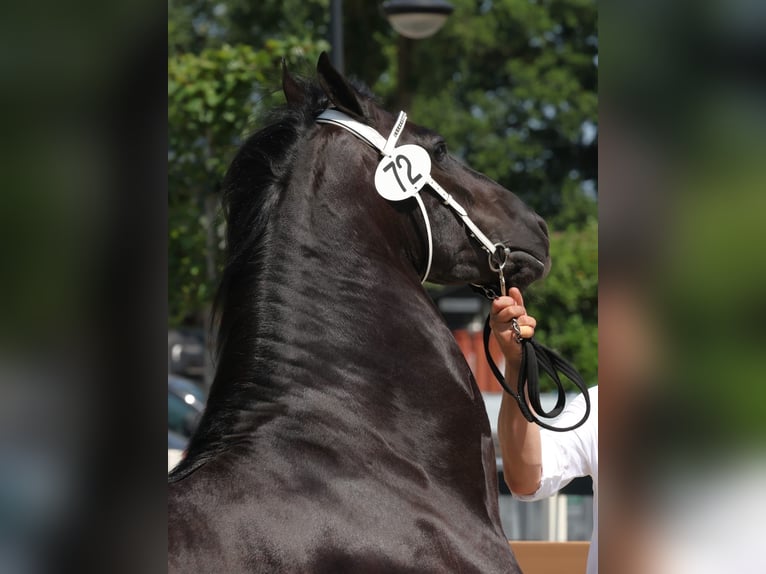Friesian horses Mare 4 years 15.2 hh Black in Selfkant