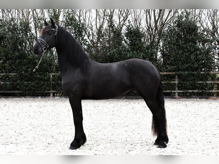 Friesian horses Mare 4 years 15,2 hh Black in Strijen