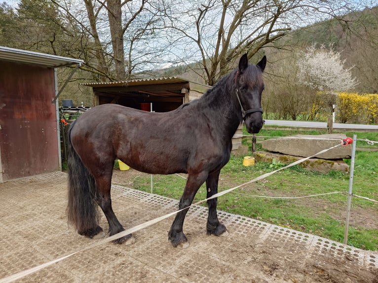 Friesian horses Mare 4 years 15.2 hh Black in Bad König