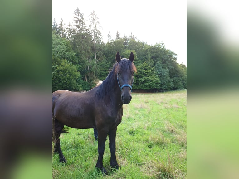 Friesian horses Mare 4 years 15.2 hh Black in Bad König